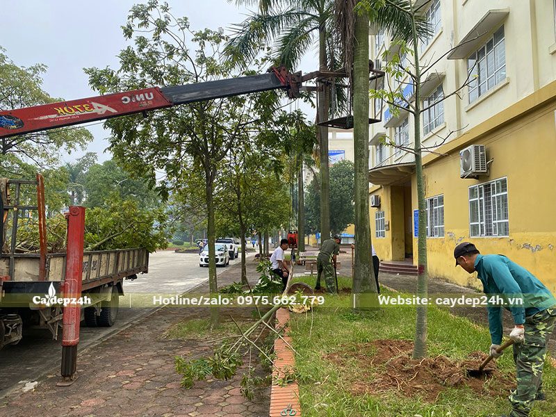 Thi công trồng cây Mỹ Nhân tại trường Đại Học Công Nghiệp Dệt May Hà Nội