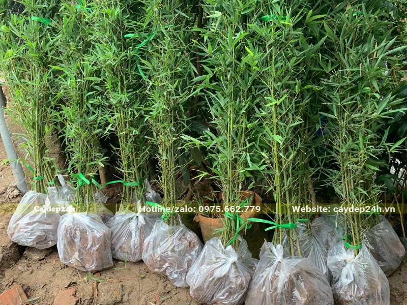 hàng trăm cây Trúc Quân Tử trưởng thành đóng sẵn thành từng túi, giá bán khá rẻ