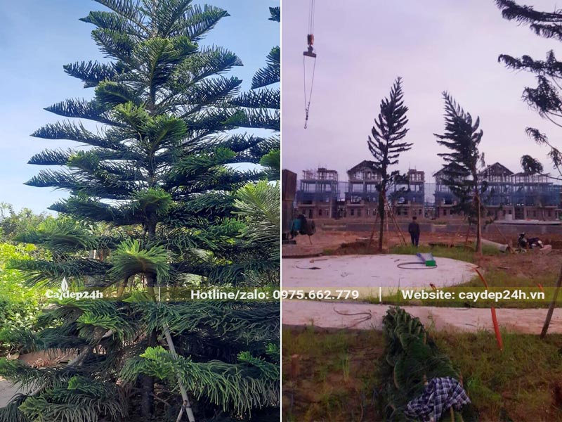 Trồng cây Tùng Bách Tán kích thước lớn trong khuôn viên khu biệt thự tại Hòa Bình