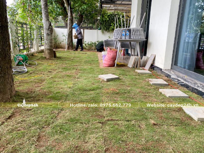 Dự án trồng cây cỏ nhung nhật cho sân vườn biệt thự mới hoàn thành