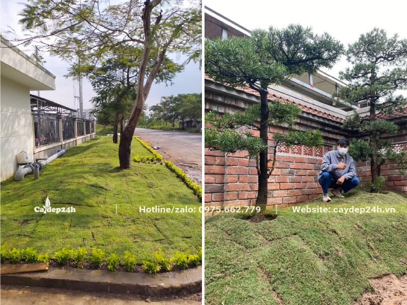 Cỏ Nhung Nhật sau khi mới trồng và khi phát triển ổn định