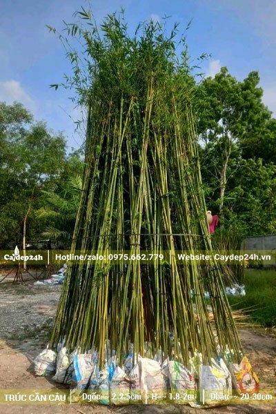 Thân cây Trúc Cần Câu nhỏ, chiều cao tới gần 3m