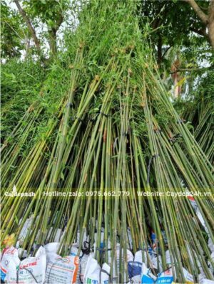 Trúc Câu Cá bó thành từng bó 5 - 10 cây dâm ủ cùng 1 bầu