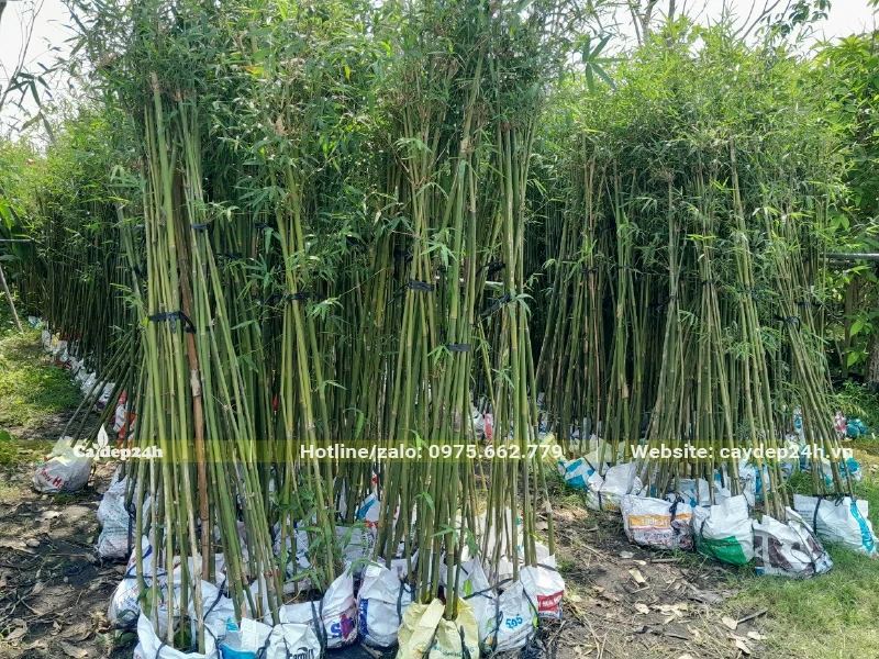 Thân cây và tán lá của cây Trúc Cần Câu đều một màu xanh lục đậm