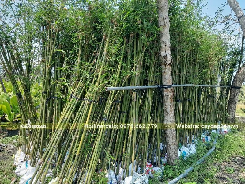 Nơi tập kết những bụi cây Trúc Cần Câu dưỡng lâu năm, chiều cao từ 2,5 - 3m