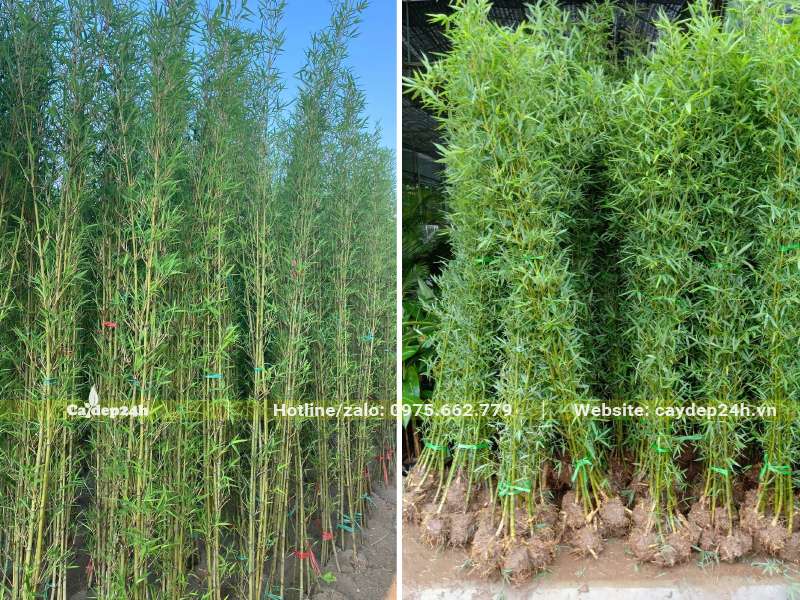 Hơn chục bó Trúc Quân Tử đánh thẳng vừa giao tới công trình cho khách
