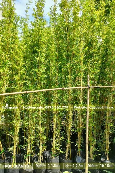 Hàng Trúc Quân Tử dâm ủ có chiều cao >2m