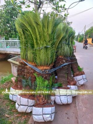 Hơn chục cây Vạn Tuế cổ thụ, thân cao gần 1m, tán lá dài khoảng 90 - 110cm
