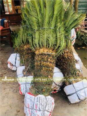 Bầu bọc kỹ bằng bao tải, tán lá Vạn Tuế được buộc gọn gàng