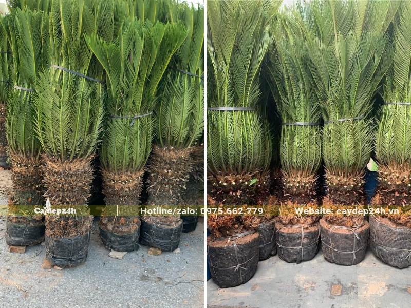 Cây đã bọc bầu, bó cành lá được xếp gọn để chuyển lên xe