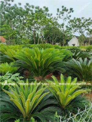 Nhà vườn nuôi trồng số lượng lớn cây Vạn Tuế 2 - 5 năm tuổi