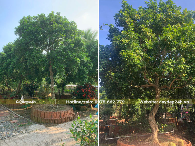 Dưỡng ủ cây Nguyệt Quế lâu năm chiều cao hơn 2m