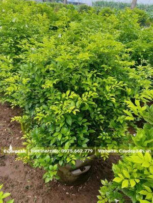 Vườn Nguyệt Quới cao 60cm, dưỡng sẵn trong bầu