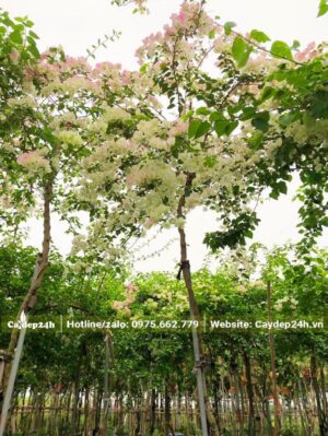 Mua hoa Giấy đánh thẳng cao 3m, đk gốc 3cm