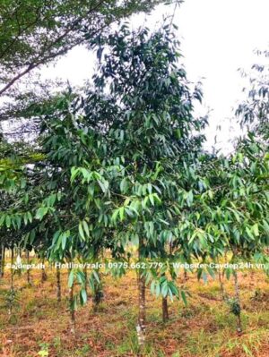 Dọn sạch cỏ cho khu vườn chuyên canh cây Kim Giao lấy gỗ