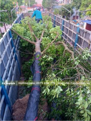 Bứng thẳng cây Long Não và đưa lên xe tải lớn