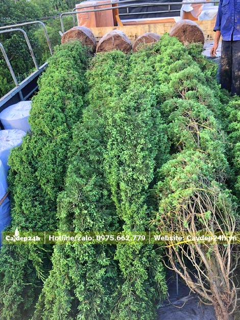 Những cây cảnh Tùng Tháp chiều cao 3m mới xếp lên thùng xe