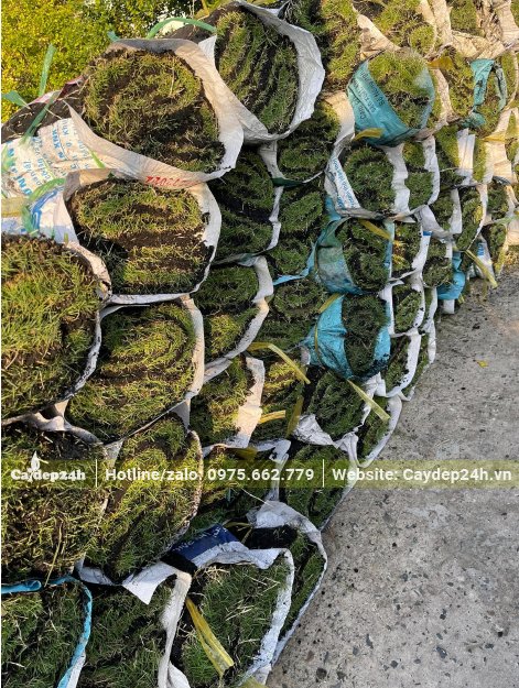 Các cuộn cỏ được bọc bao tải để tránh bị mất nước, hay bị rách