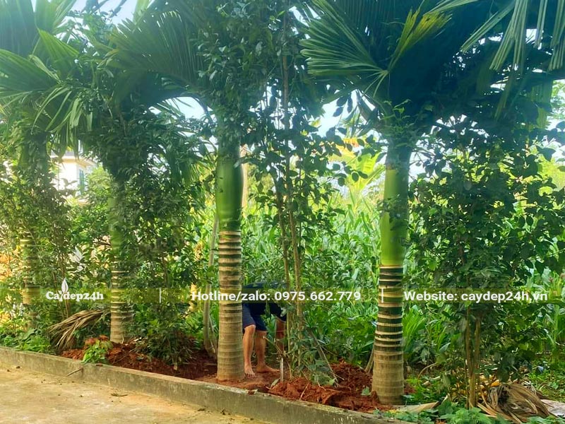 Hàng cây Cau Lùn trồng trước nhà, chiều cao lóng thân khoảng 1 - 1,2m