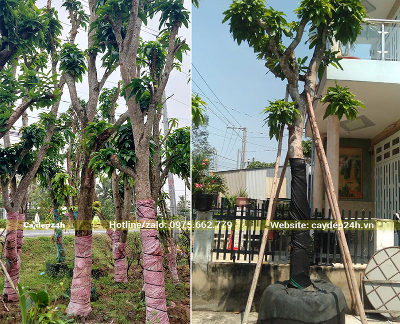 Thi công trồng cây Xoài lâu năm trước nhà phố
