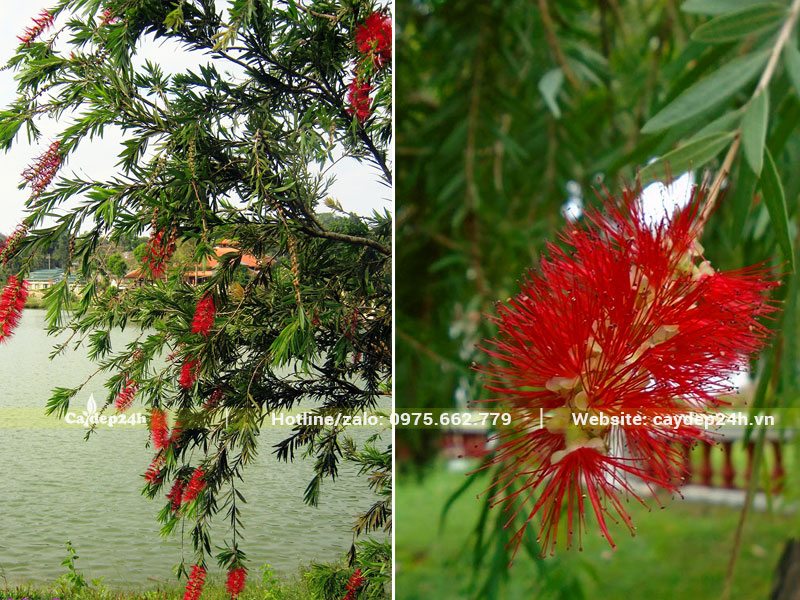 Cành hoa Liễu Đỏ buông rủ bên mặt hồ