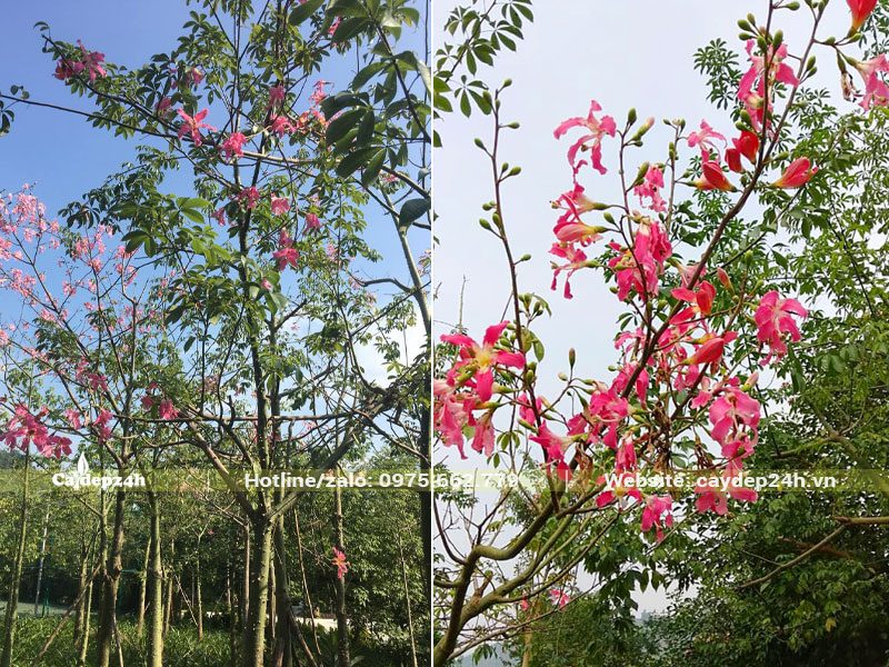 Vườn cây Hồng Mỹ Nhân chuẩn bị vào mùa nở hoa