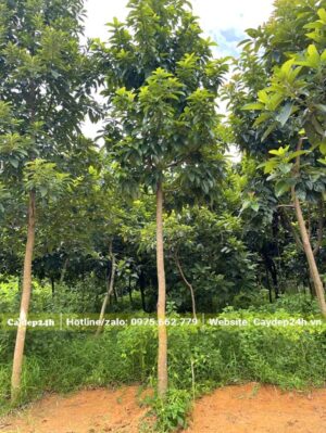 Hàng cây Bơ cao, thẳng, dáng đẹp