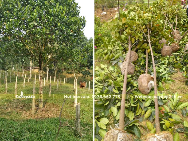 Nhà vườn chuyên canh số lượng lớn cây Mít