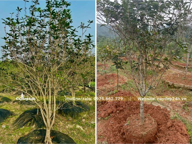 Mộc Hương dâm ủ và cây Mộc Hương đánh thẳng, kích thước bằng nhau