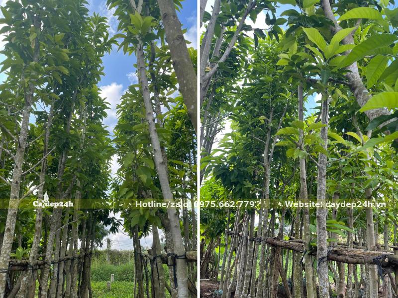 Dựng cây Ngọc Lan theo hàng, có giàn đỡ chắc chắn