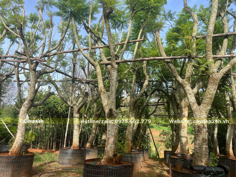 Vườn dâm ủ số lượng lớn cây Phượng Tím đường kính gốc >20cm