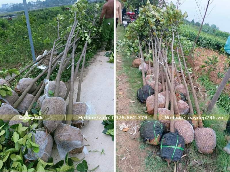 Bứng và bó bầu số lượng lớn cây Mít trưởng thành đk gốc 5 - 7cm