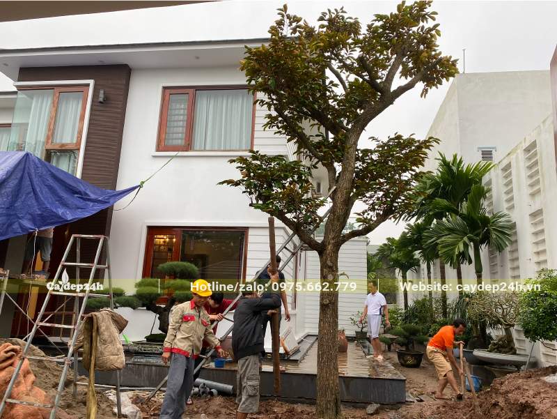 Công nhân đang thi công trồng cây Vú Sữa cho sân vườn biệt thự