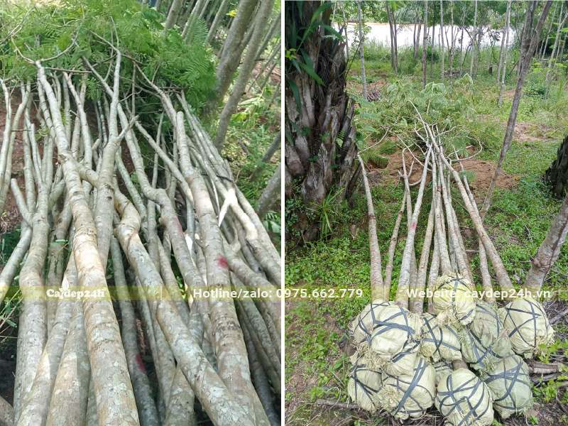 Cây hoa Phượng Vĩ đánh thẳng đường kính gốc từ 8 - 15cm