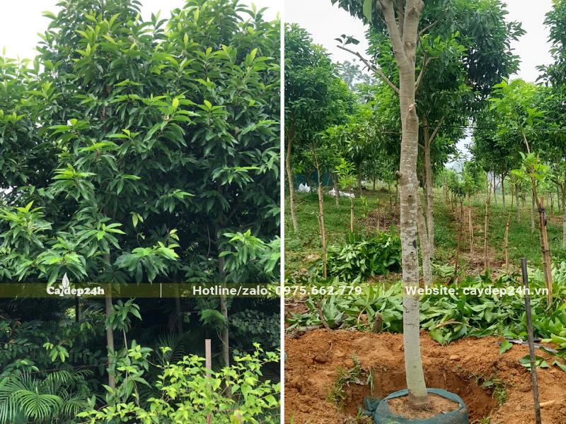 Bứng nóng cây hoa Ngọc Lan công trình đường kính gốc 10cm