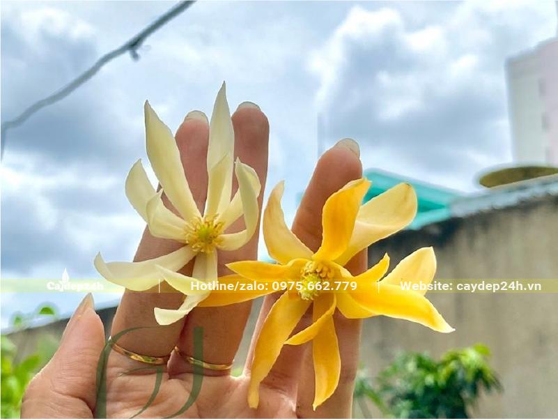 Hoa Ngọc Lan trắng và vàng để cạnh nhau cho dễ so sánh