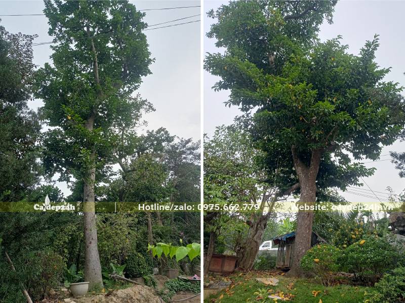 Hai cây Chay cổ thụ đường kính gốc lớn, chiều cao khoảng 7 - 8m