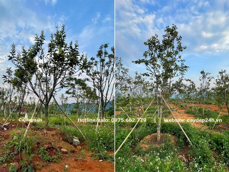 Vườn trồng số lượng lớn Hồng Ngâm lâu năm, đường kính gốc từ 8 - 10cm