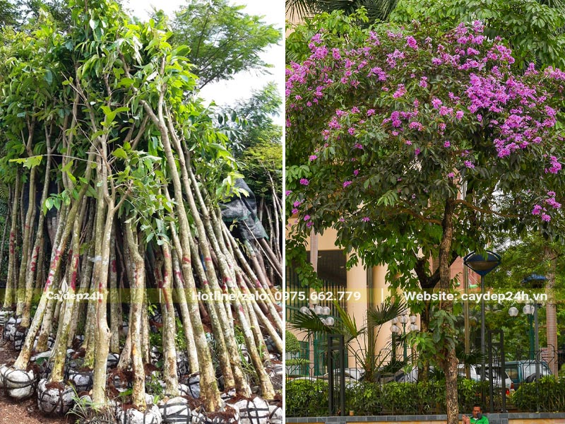 Cây Bằng Lăng hoa tím trồng lấy bóng mát, làm điểm dừng chân nghỉ ngơi trên vỉa hè