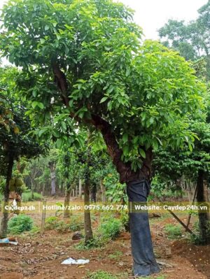 Bơ cổ thụ dáng bay siêu đẹp, đk gốc 25cm