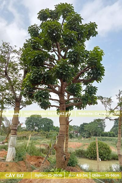 Toàn bộ tay cành của cây Bơ đang ra bộ lá mới sau thời gian dâm ủ khoảng 2 năm