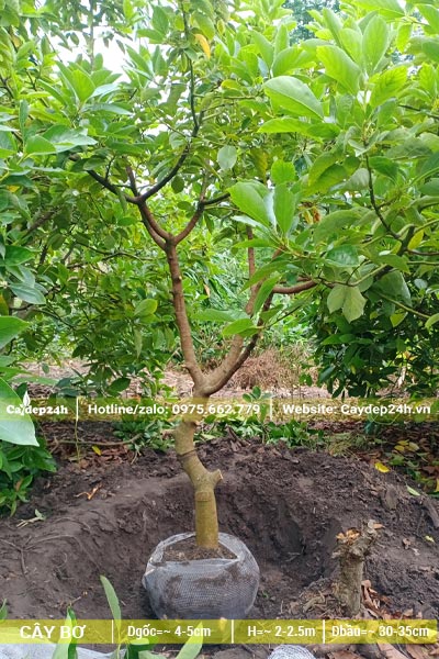 Đánh bầu cây Bơ công trình nhỏ, đường kính gốc 5cm