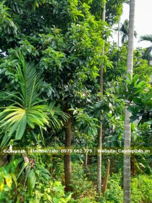 Cây Bơ trồng trong góc vườn nhà