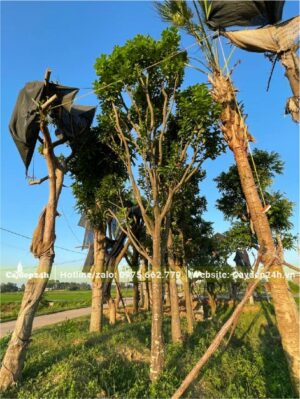 Dâm ủ cây Bưởi cao hơn 5m, vanh khoảng 60