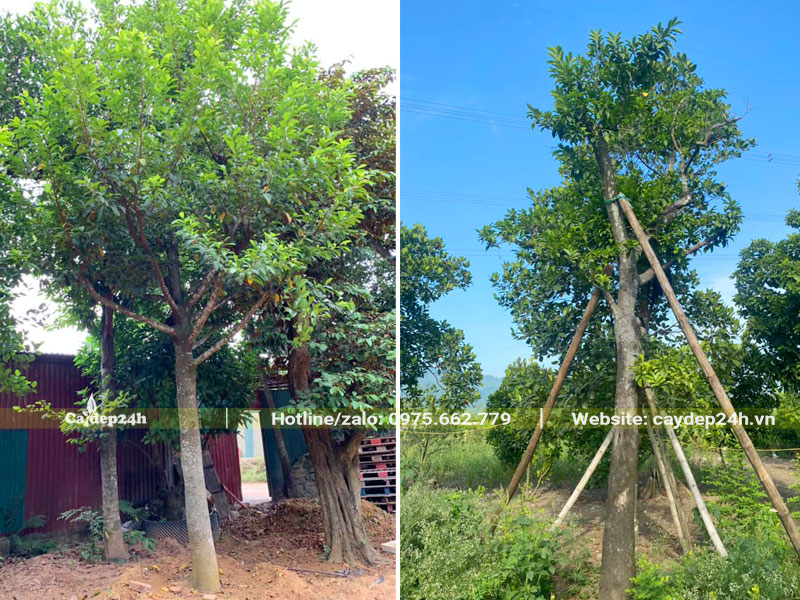 Cây Chay cổ thụ vang từ 100 - 130 đã được dâm ủ nhiều nhăm