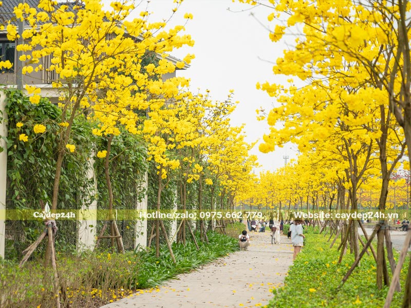 Cây Phong Linh trồng thành hàng chạy dọc theo những con đường đi bộ trong khu đô thị