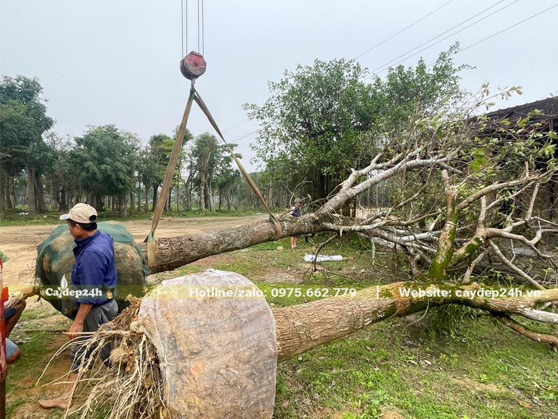 Dùng cần cẩu đưa cây công trình lên xe tải, mỗi xe chỉ chứa đủ 1 cây