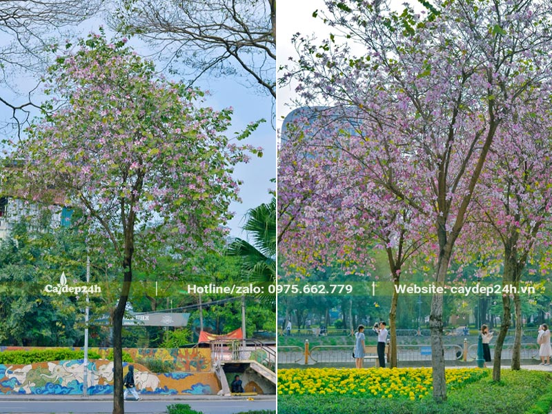 Cây hoa Ban nở rộ, sắc hoa đẹp, trang nhã