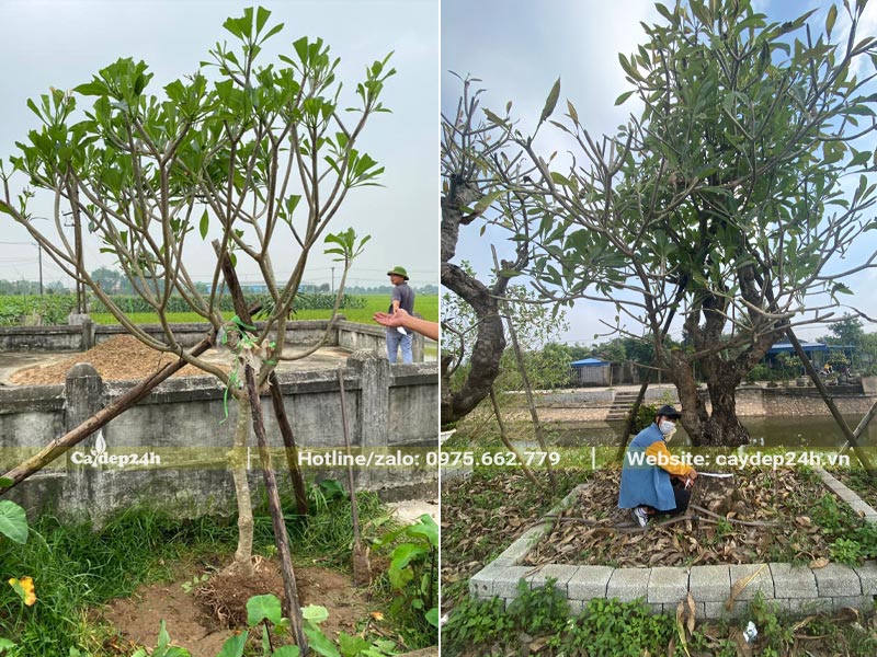 Trồng cây công trình cho khu lăng mộ gia đình