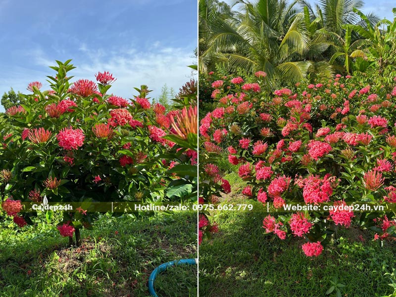 Vườn cây Mẫu Đơn đỏ cao khoảng 1 - 1,2m đang ra hoa